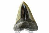 Fossil Megalodon Tooth - Polished Blade #165055-1